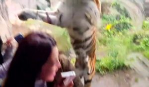 Un tigre surprend des touristes au zoo... Impressionnant