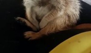 Un suricate s'endort sur les jambes d'une femme