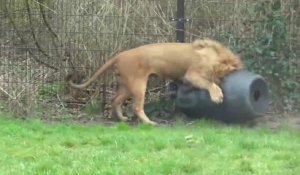 Un lion se retrouve la tête coincée dans un baril en plastique au zoo
