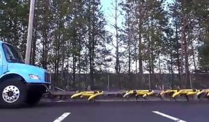 Dix robots SpotMini tirent un camion (Boston Dynamics)