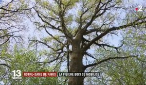 Notre-Dame de Paris : la filière bois se mobilise