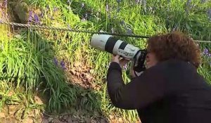 Un tapis mauve de jacinthes sauvages s'offre en spectacle