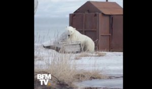 En Russie, un ours polaire a été ramené en hélicoptère dans son habitat naturel