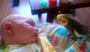 Ce perroquet vient faire un bisou à un bébé... adorable