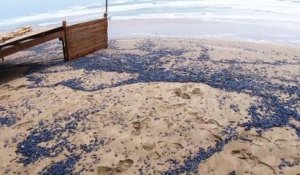 LE CAP D'AGDE - Echouages massifs de vélelles sur les plages du littoral
