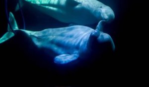 Les baleines, sensibles à la mort de leurs congénères