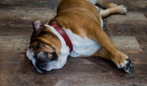 Les Races De Chien Les Plus Calmes Sur Orange Vidéos