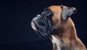 Top 10 des races de chiens qui s'entendent bien avec les enfants