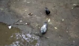 Un pigeon défend sa nourriture