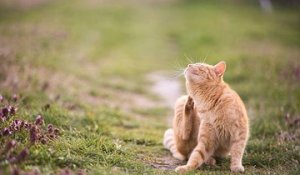 9 faits sur le langage du chat