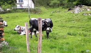 22 vaches vosgiennes se déplacent vers de plus verts pâturages à Saulxures-sur-Moselotte