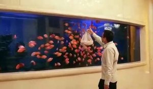 Ces poissons suivent les mouvements d'un sac devant l'aquarium