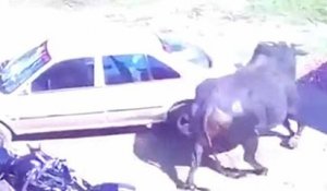 Il gare sa voiture à l'endroit où deux taureaux cassent un tête