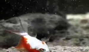 Ce poisson ne peut rien faire face à ce mollusque camouflé : Cone Monastique - créature terrifiante