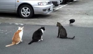 3 chats face à un gros corbeau