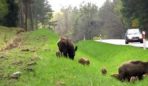 Une grande famille de sangliers mange en bord de route