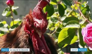 Charente-Maritime : le chant d'un coq au cœur d'une querelle entre voisins