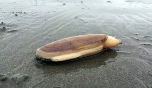 Regardez comment ce mollusque disparaît dans le sable. Belle technique