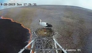 Russie : une cigogne couve ses œufs au-dessus des flammes
