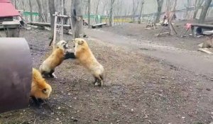 Ces renards ont une curieuse façon de communiquer