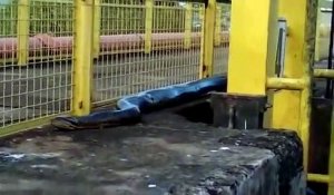 Un anaconda immense filmé par des ouvriers brésiliens