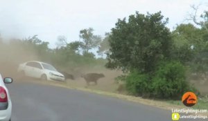 Quand une meute de lions vient chasser des buffles entre les voitures