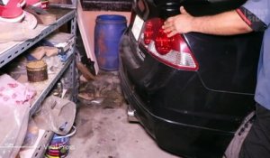 Trova una lucertola di 2 metri in garage