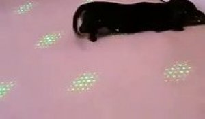 En boite de nuit ce chien devient fou avec les lasers !