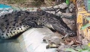Ce crocodile a du mal à manger une tortue... Pas simple même avec de belles dents
