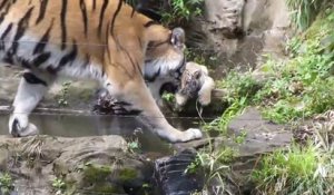 Premier bain pour ce bébé tigre sous les yeux de maman qui veille...