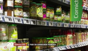 Agriculture : la renaissance du cornichon "made in France"