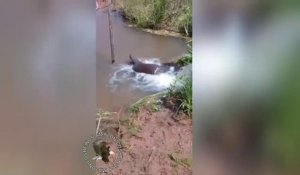 Un gros anaconda se retrouve piégé dans un petit cour d'eau