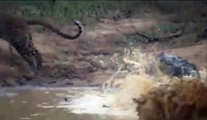 Un crocodile surprend un léopard qui boit dans un étang