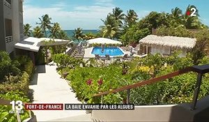 Environnement : les sargasses envahissent les Antilles et plombent le tourisme