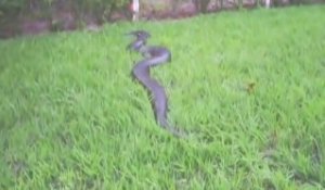 Un énorme anaconda trouvé en bord de route au brésil