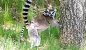 Découvrez l'Auvergne: les naissances 2019 au Parc animalier d'Auvergne d'Ardes sur Couze (63)