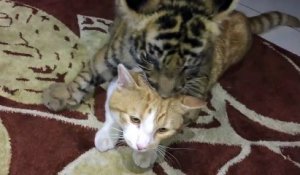 Un bébé tigre et un chat jouent ensemble