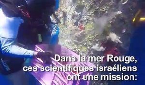 Des scientifiques israéliens en sauveurs de coraux