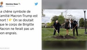 L'arbre symbole de l'amitié Trump-Macron est mort