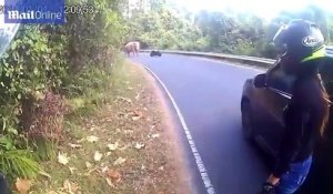 Un motard croise la route d'un éléphant... Dangereux