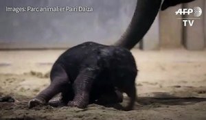 Naissance d'un bébé éléphant dans un zoo belge