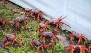 La migration des crabes rouges sur l'île Christmas