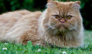 Les Races De Chats Les Plus Moches Sur Orange Videos