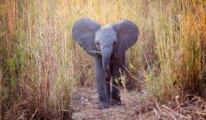 Les éléphants d'Afrique sans défenses à cause du braconnage