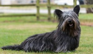 Les Races De Chien Les Plus Moches Sur Orange Vidéos