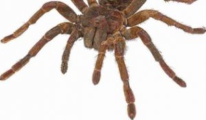 L'araignée Goliath : la plus grosse mygale du monde