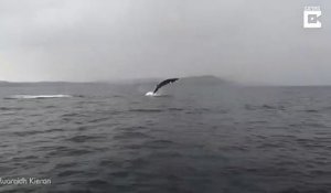 Une baleine enchaine les sauts hors de l'eau sous les yeux des touristes... Magnifique