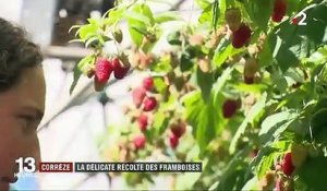 Corrèze : au cœur de la délicate cueillette des framboises