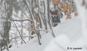 Le spécialiste alsacien du loup et du lynx, Alain Laurent, de l'Observatoire des Carnivores Sauvages, évoque la situation du loup dans le massif des Vosges et le Jura alsacien.