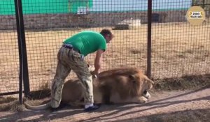 Il brosse son lion comme si c'était un simple chat... Risqué